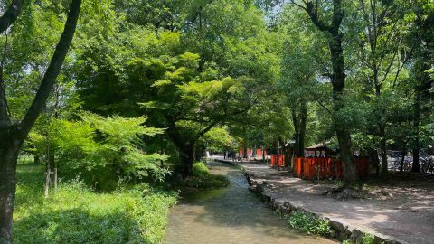 百人一首から京都の自然を訪ねるハイキング。「ならの小川」と詠む歌に縁深い上賀茂神社で涼む