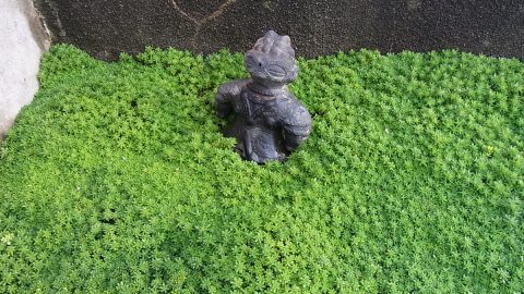 ズボラ上等の０円ガーデニング！雑草化している多肉植物、メノマンネングサを育ててみよう！