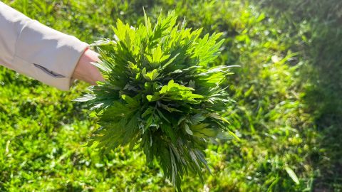 料理にも暮らしにも使える、よもぎオイルとよもぎバームの作り方