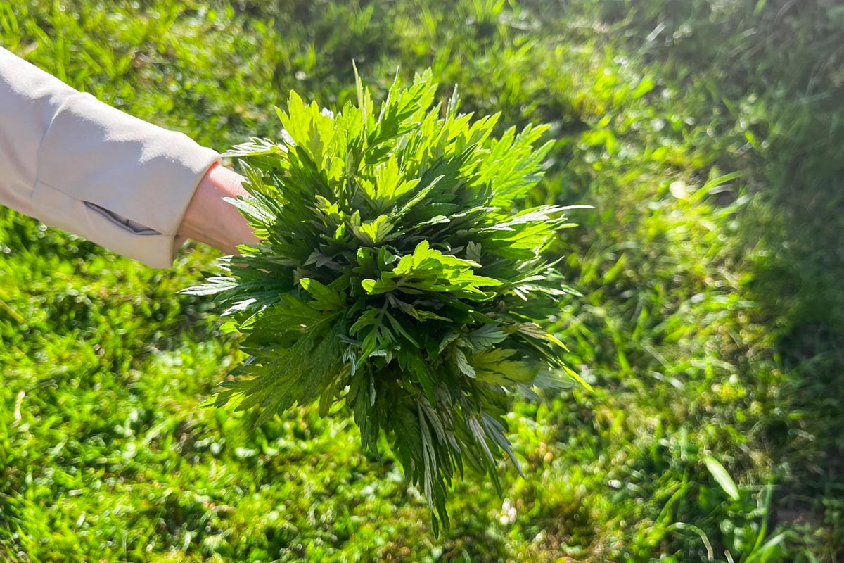 料理にも暮らしにも使える、よもぎオイルとよもぎバームの作り方