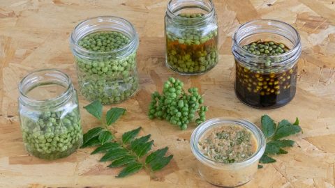 香り高き旬の「実山椒」でつくる！さ・し・す・せ・そ調味料レシピ