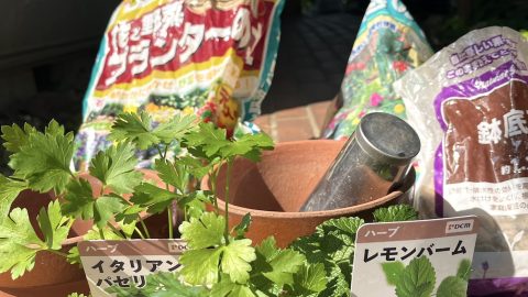 ルッコラの初間引き＆ハーブの植え付け。そして先日まいたコーヒーかすの土壌効果を調べて驚いた！