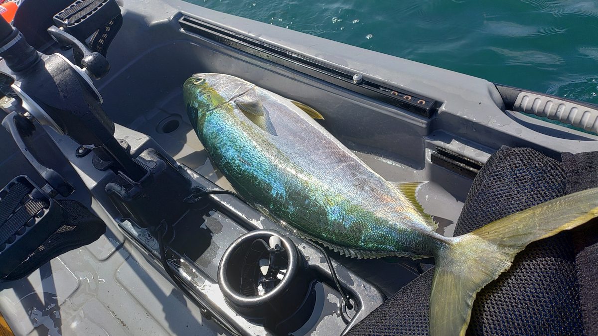 人混みを避け沖へ！カヤックで大ブリを釣って絶品トロに舌鼓【越後釣り道中】