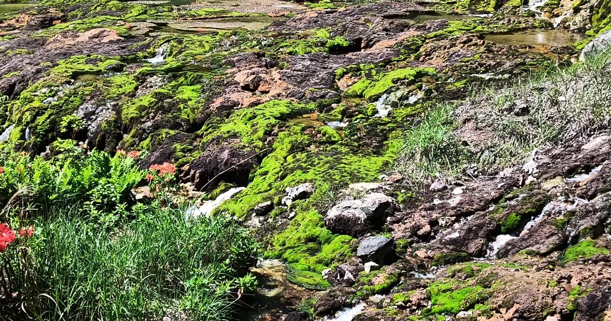 苔が鉱石になる！？群馬県にある国内最大級の「チャツボミゴケ」の群