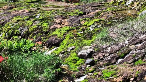 苔が鉱石になる！？群馬県にある国内最大級の「チャツボミゴケ」の群生地の謎を探る