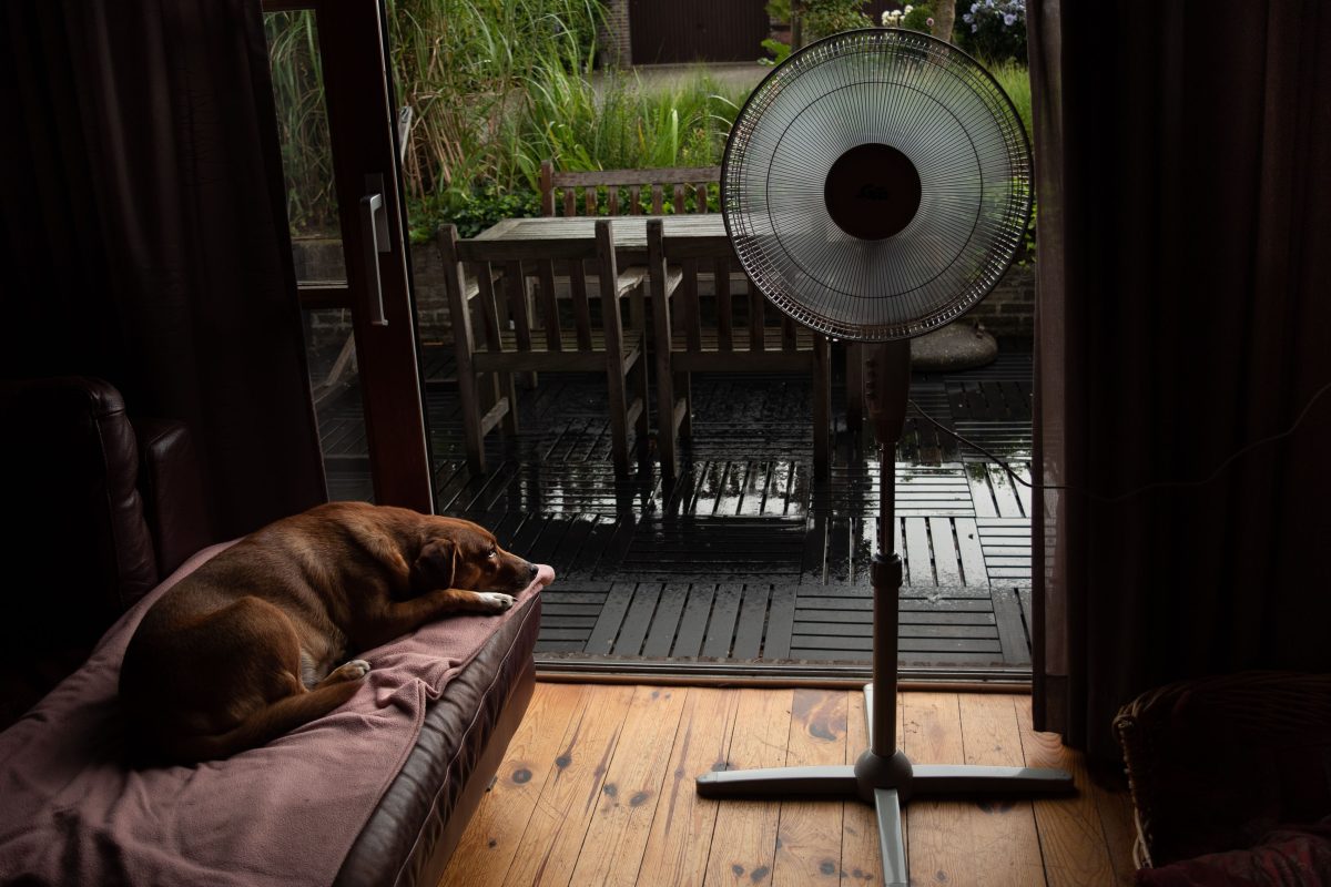 犬と扇風機