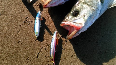 初心者でも楽しみたい！海釣りルアーの選び方や釣り手順を紹介！