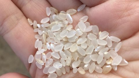面倒くさがりにおすすめ!? 不耕起栽培を実家の田んぼでやってみた