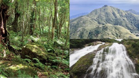 屋久島を満喫しよう！旅好きアウトドアライターがおすすめする自然観察ハイキングルートや名産を紹介