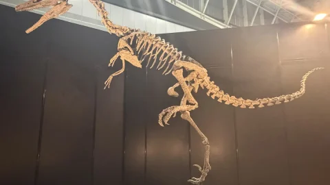 9年ぶりの「ヨコハマ恐竜展」が開催中！恐竜の“食”から見えてくる、命のつながり