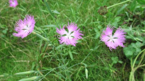 夕方だけに開花する種類も！夏の散歩をいろどるカラフルな雑草の花10選