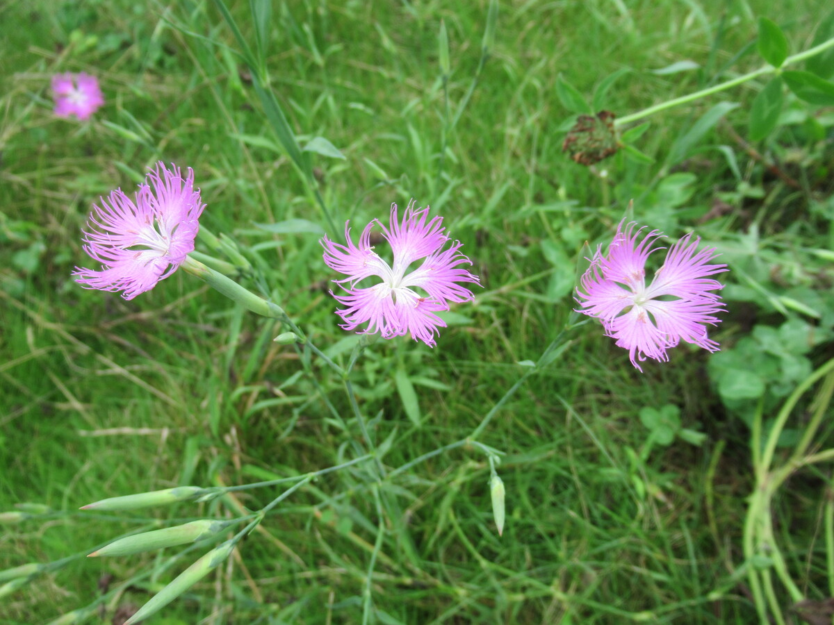 夕方だけに開花する種類も！夏の散歩をいろどるカラフルな雑草の花10選