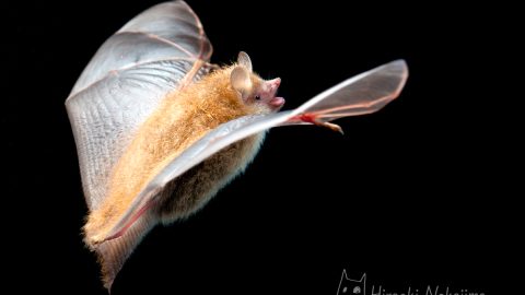 飛べないコウモリはコウモリじゃない。飛べる体のヒミツを紹介！