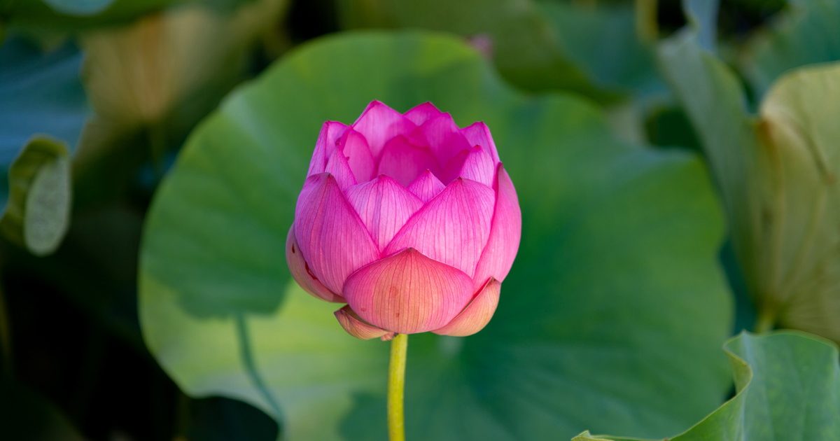 7月から8月が見頃！全国で咲き誇る蓮の花の鑑賞のために知っておきたい