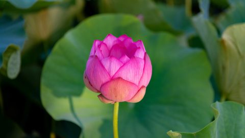 7月から8月が見頃！全国で咲き誇る蓮の花の鑑賞のために知っておきたいこと【2026年蓮まつり・観蓮会カレンダー付き】