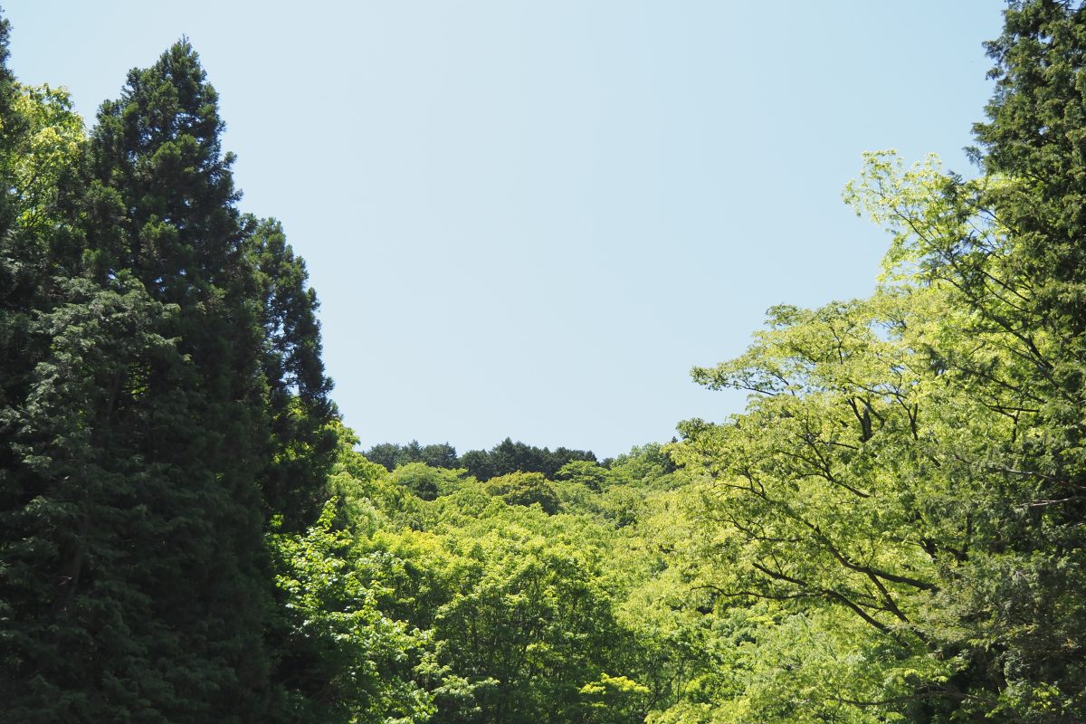 森林
