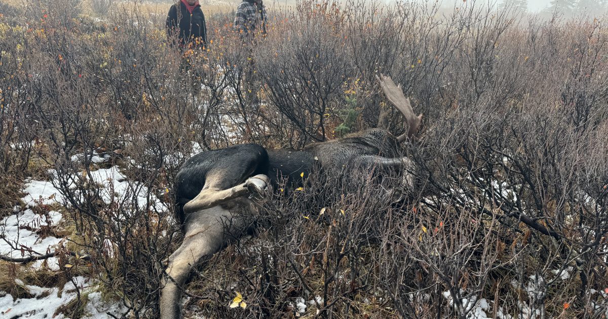 ヘラジカは一瞬天を仰ぎ、その場に崩れ落ちた……黒田未来雄が6日間かけ