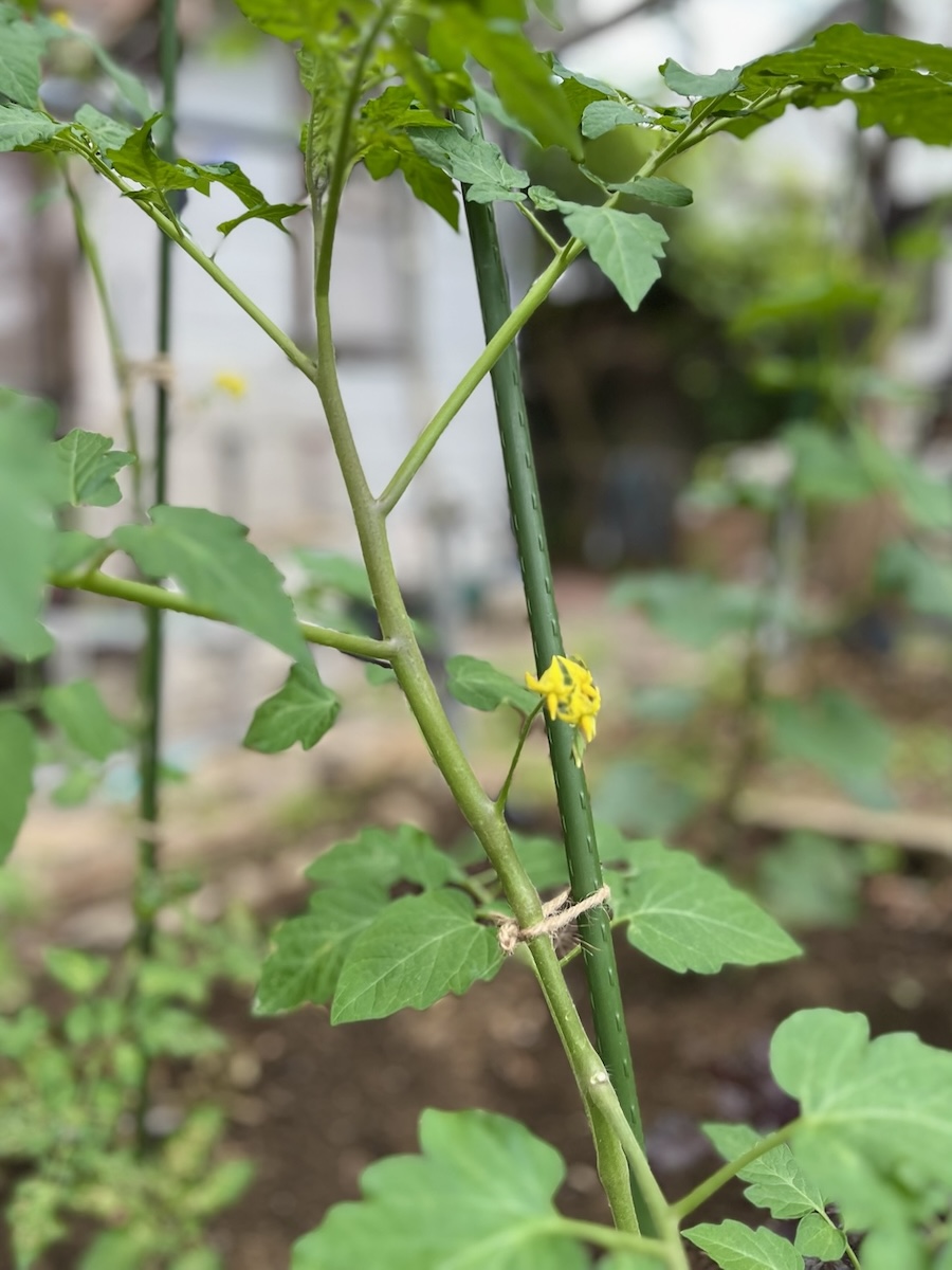 生成AIに園芸相談。「ミニトマトの花が咲かない」原因と「pHが上がらない」理由をたずねた