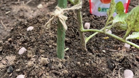 生成AIに園芸相談。「ミニトマトの花が咲かない」原因と「pHが上がらない」理由をたずねた