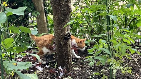 夏至の日、フンばる猫の瞬間を激写！　1週間後にキュウリとナスに実がついた