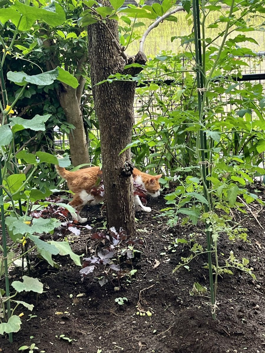 夏至の日、フンばる猫の瞬間を激写！　1週間後にキュウリとナスに実がついた