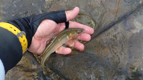 鮎釣りプレ解禁！放流無し河川の完全天然鮎の引きを堪能