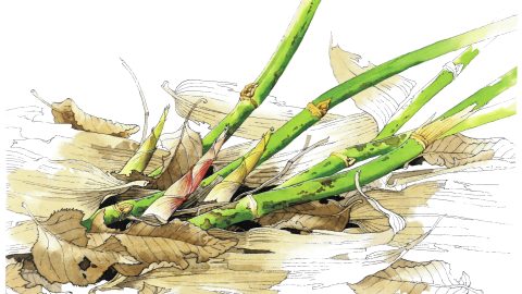 「ササの葉さらさら～」のササはタケなんです！ 日本一おいしいタケノコを解説