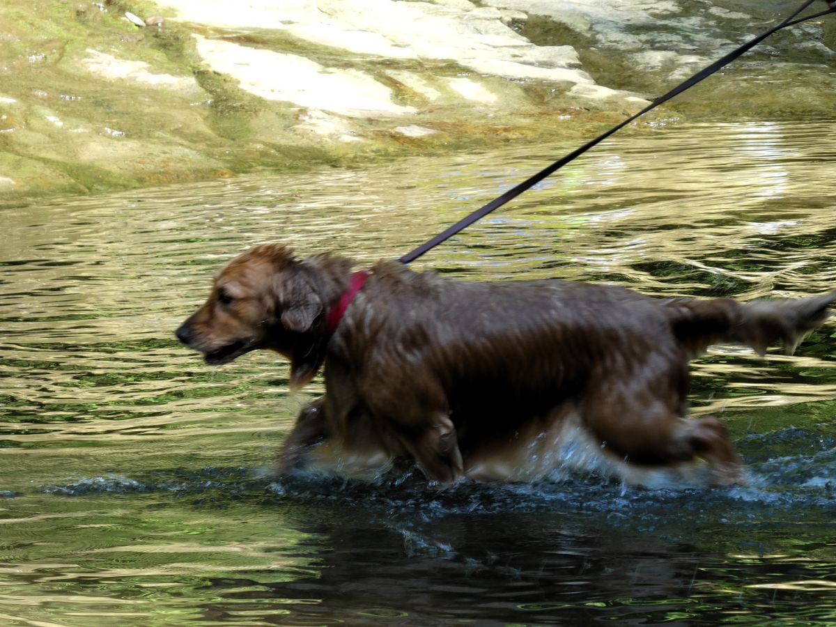 川を歩く犬