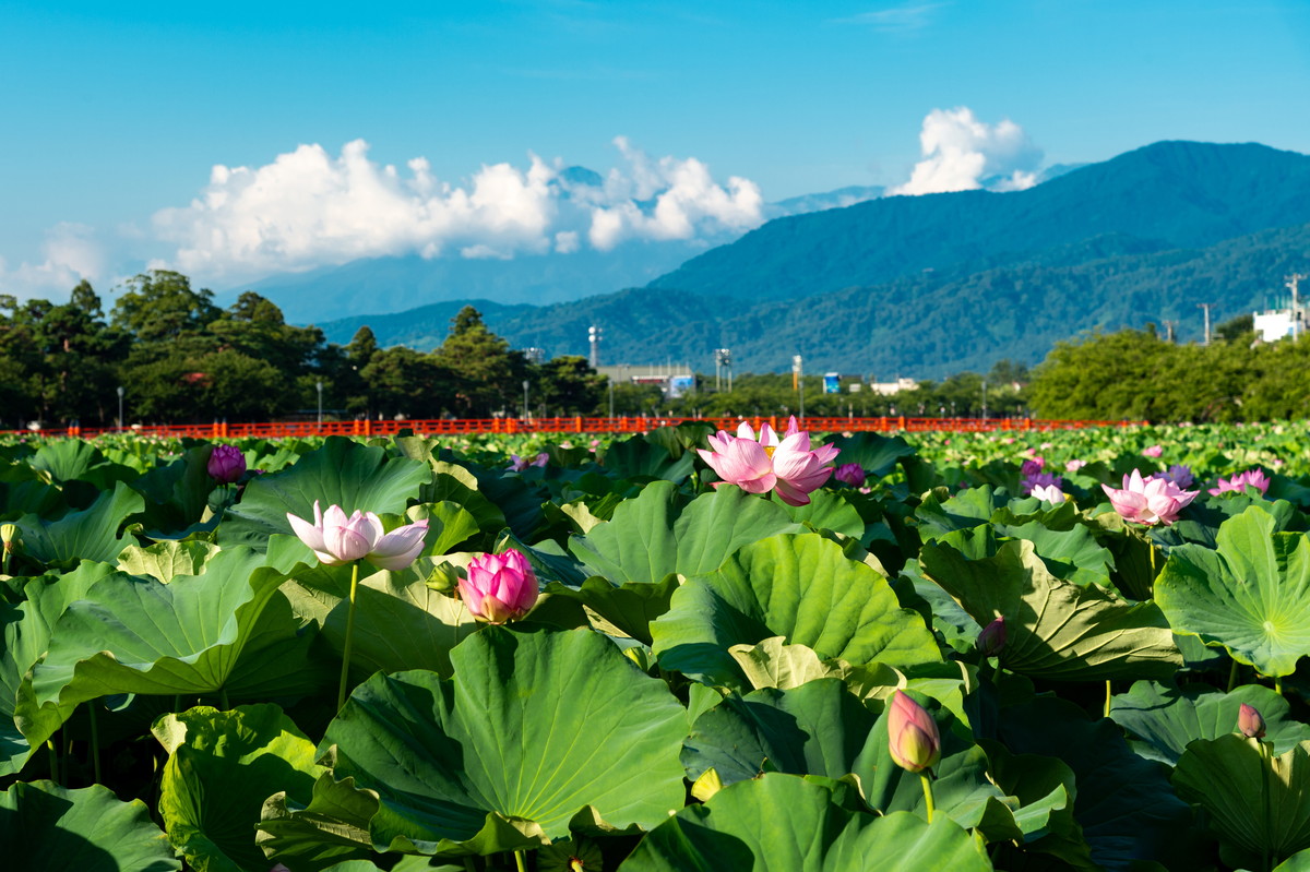 7月から8月が見頃！全国で咲き誇る蓮の花の鑑賞のために知っておきたいこと【2026年蓮まつり・観蓮会カレンダー付き】