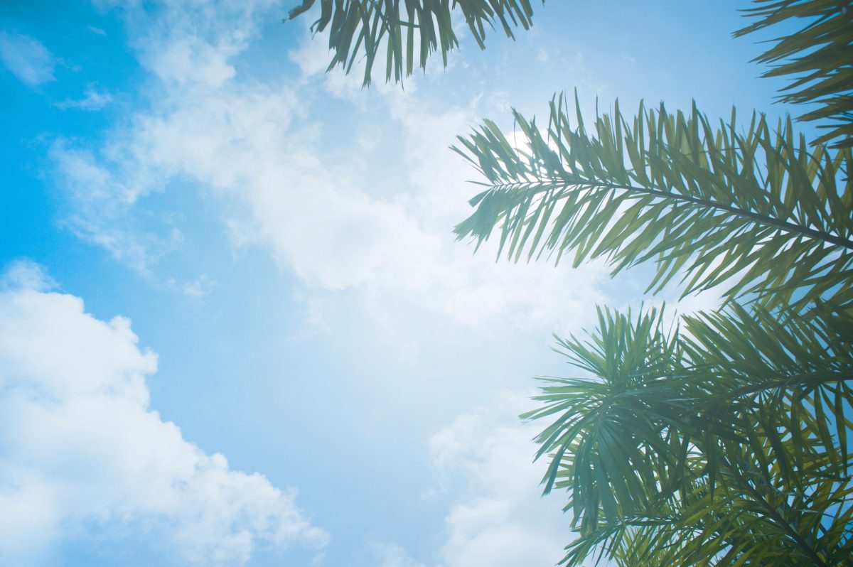 青空と植物