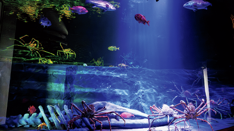 アイデアとセンスがてんこ盛り！日本一笑える水族館!?に行ってみた