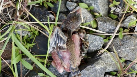 番外編・熊谷宿のスズメ〈前編〉