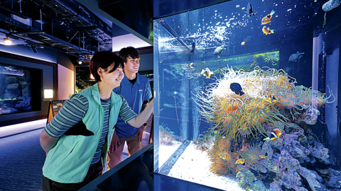 四国の海を旅しよう！瀬戸内海と太平洋の生き物たちを巡る
