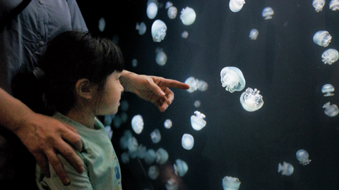 100種のクラゲに出会える世界一の水族館「ことはちゃん」、クラゲ博士になれるかな!?