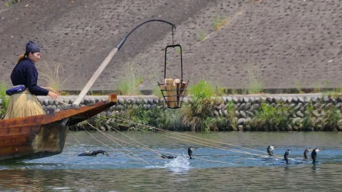 長い歴史を持つアユの漁法「鵜飼」。宇治川と木曽川では女性の鵜匠が活躍中