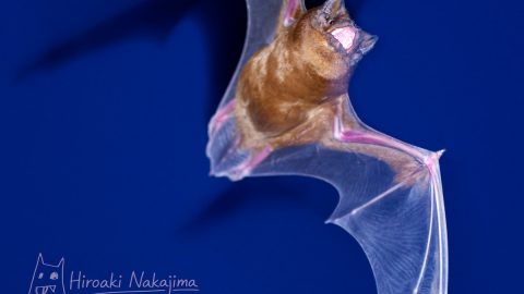 この世からコウモリがいなくなれば、人類も滅ぶ！？コウモリの知られざる役目とは？