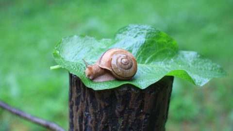 最悪の天気が最高の癒やしになる理由。雨の音がもたらす脳の休息とは？