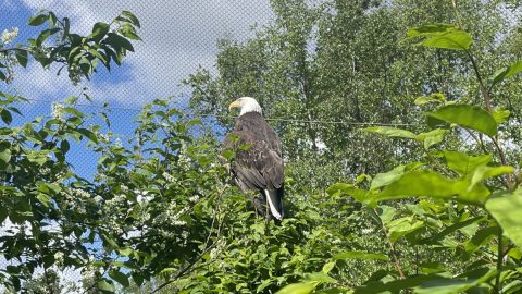 数年前にアメリカ合衆国の国鳥に指定された「ハクトウワシ」。絶滅の危機から復活した理由とは？