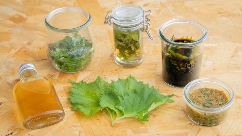 旬の大葉の「さしすせそ調味料」レシピ！さわやかな香りで日々の料理に彩りと奥行きを