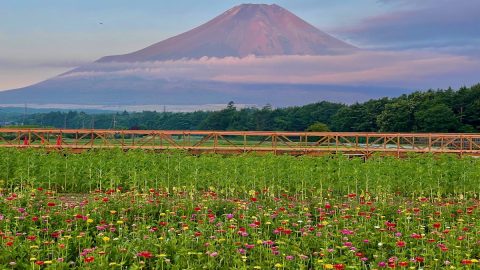あらためて「富士さん」｜片山恭一の江戸登山「富士講」体験記 第4回