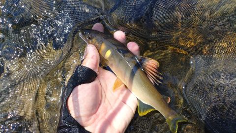鮎釣り遠征！富山県の神通川のポテンシャルは凄かった
