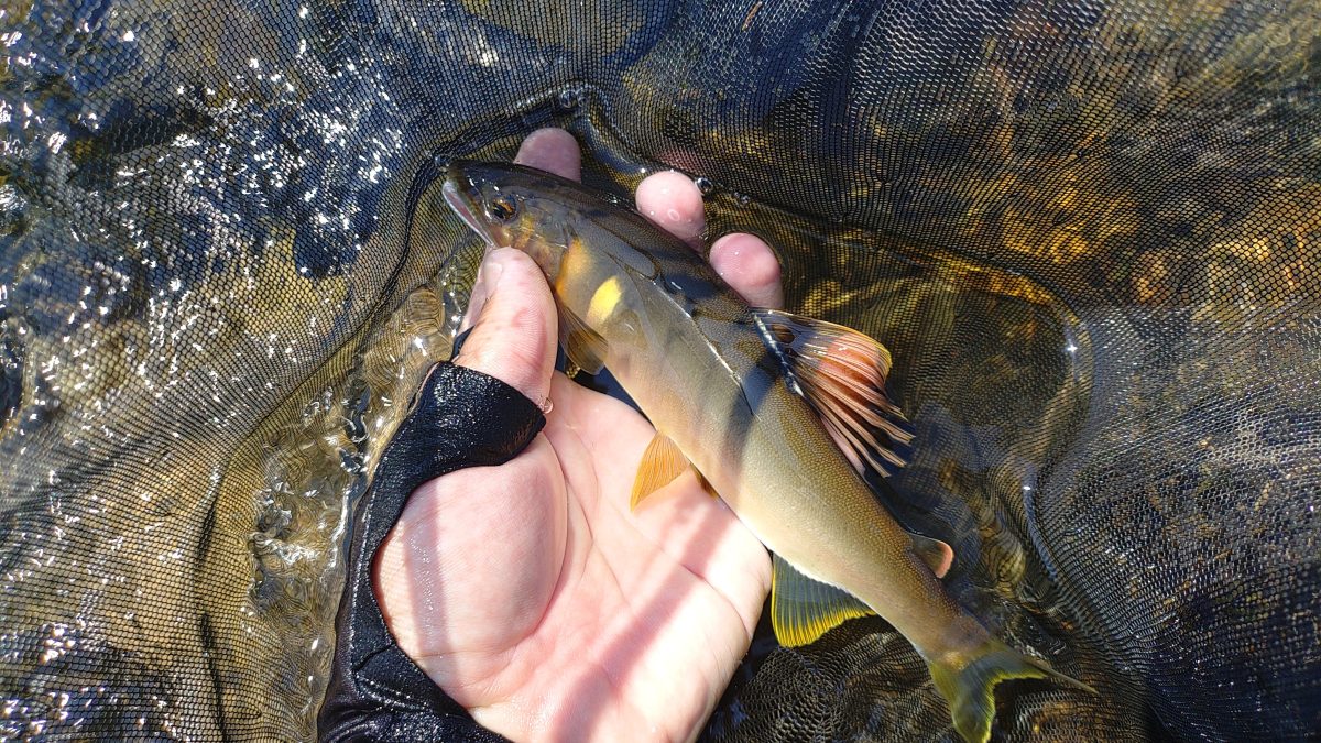 鮎釣り遠征！富山県の神通川のポテンシャルは凄かった