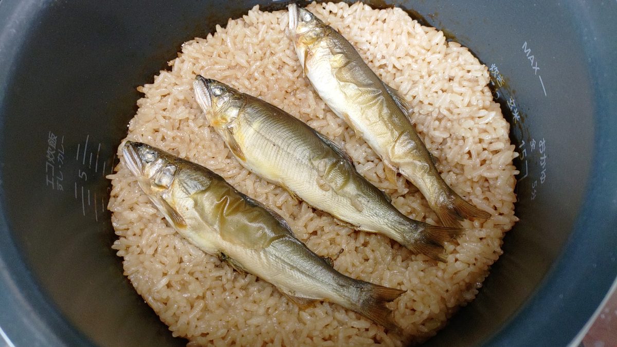 上品さ際立つ一品！釣った天然鮎で炊き込みご飯を作ってみた