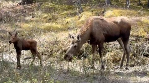 グリズリーより強いってほんと？ アラスカでよく見かける世界最大のシカ「ムース」の意外な生態を紹介