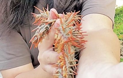 キョウチクトウの毒ってどれくらい！？あなたが「本当に怖がるべき有毒生物」はコレだ！