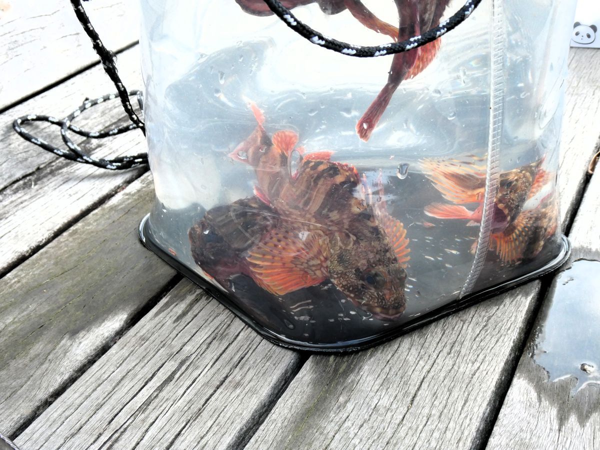隣の家族が釣ったカサゴ