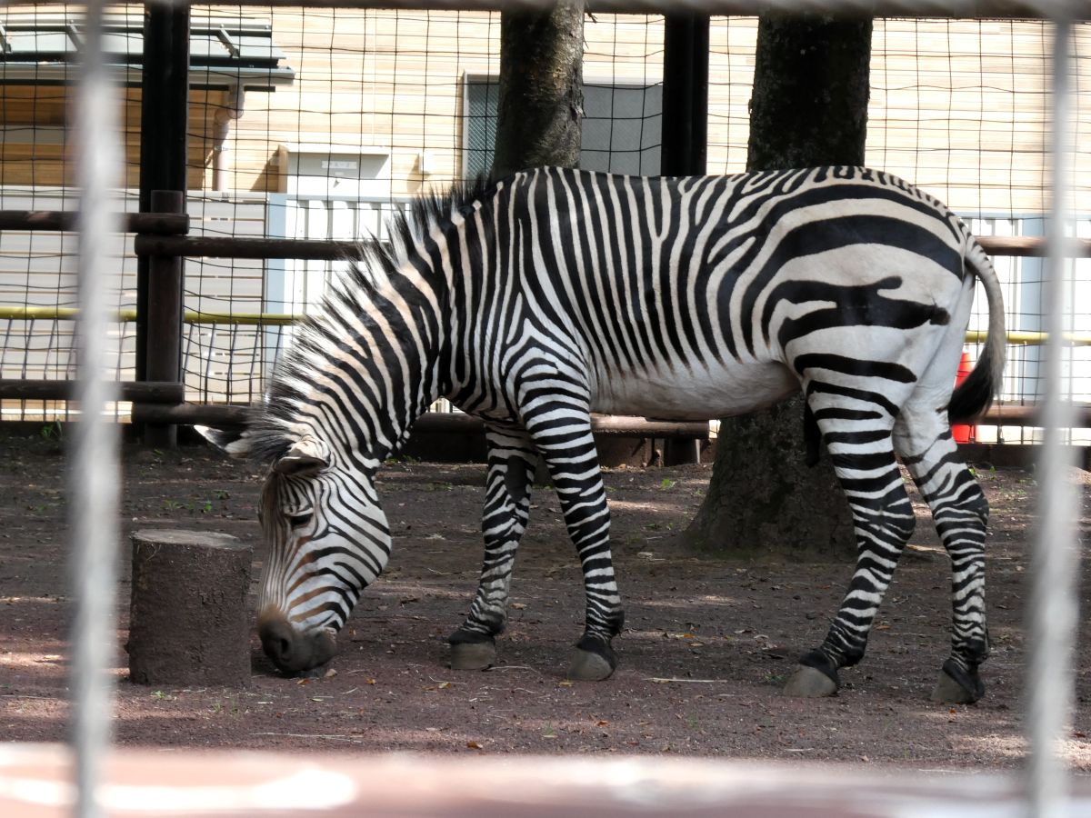 シマウマ