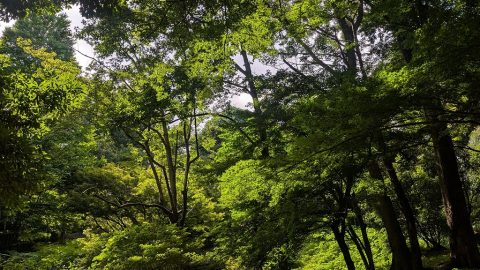 “あの最高峰”の前に古墳に登頂！ 戸山公園は都電駅からの寄り道がおもしろい【鈴木みき「都立公園へ行こう！」2】