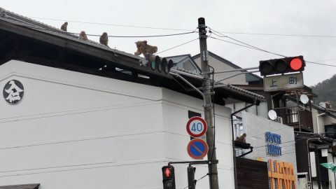 福島宿　猿と代官屋敷と関所跡資料館のおばちゃん　