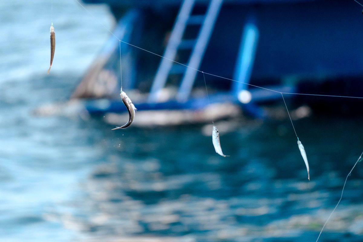 釣り上げた小魚